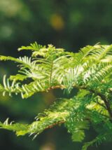 Chinesisches Rotholz Metasequoia glyptostroboides