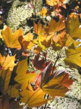 Spitz-Ahorn Acer platanoides