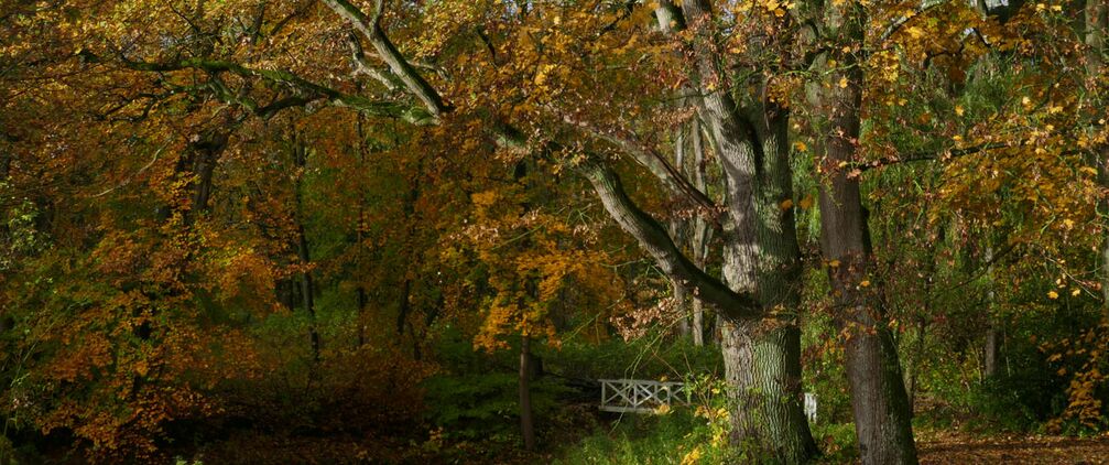 Herbstarrangement 2025 auf Landhaus Schloß Kölzow - Herbsturlaub in Mecklenburg-Vorpommern