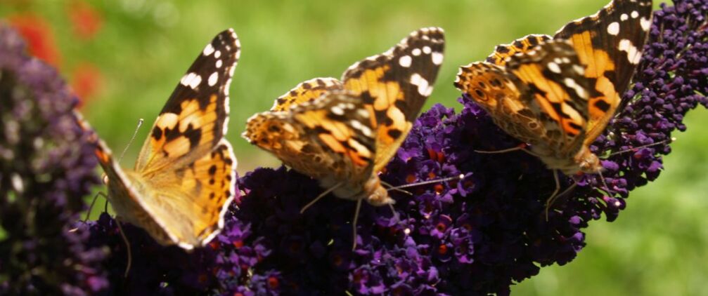 Schmetterlinge im Park