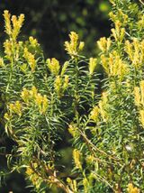 Eibe Taxus baccata